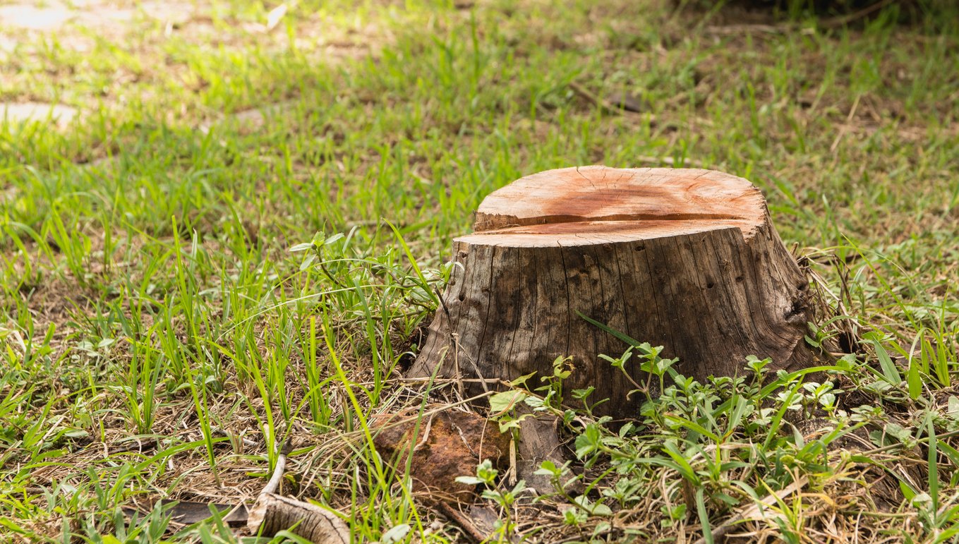 a tree stump in the grass