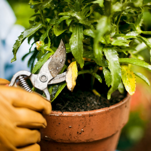 deadheading plants