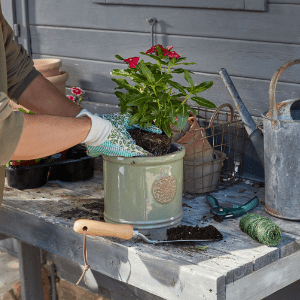 Potting plants