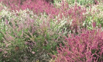 Calluna