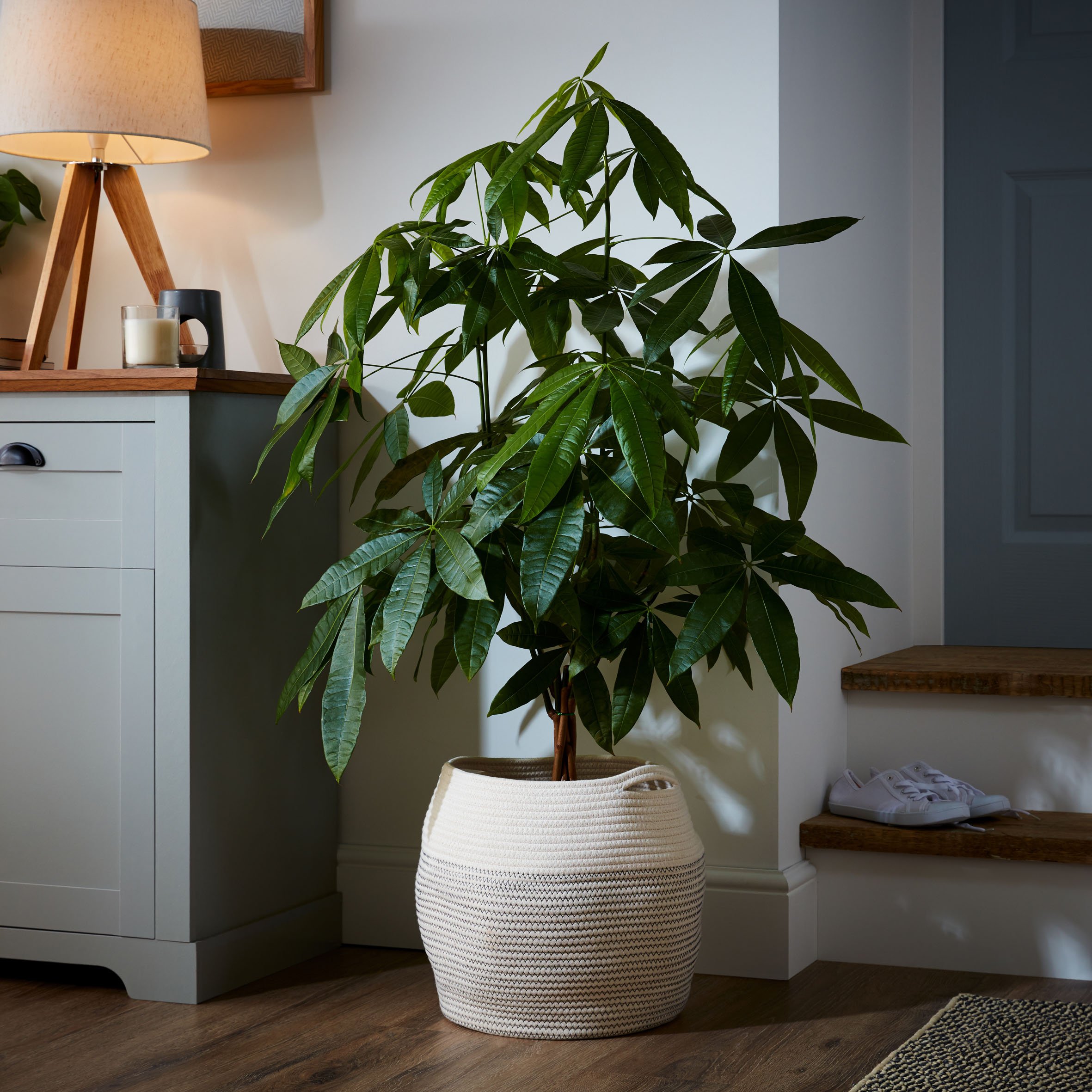 an image of a large indoor plant in a woven plant pot basket 
