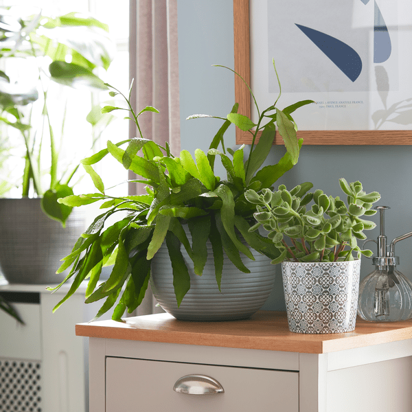an image of potted plants on a side table