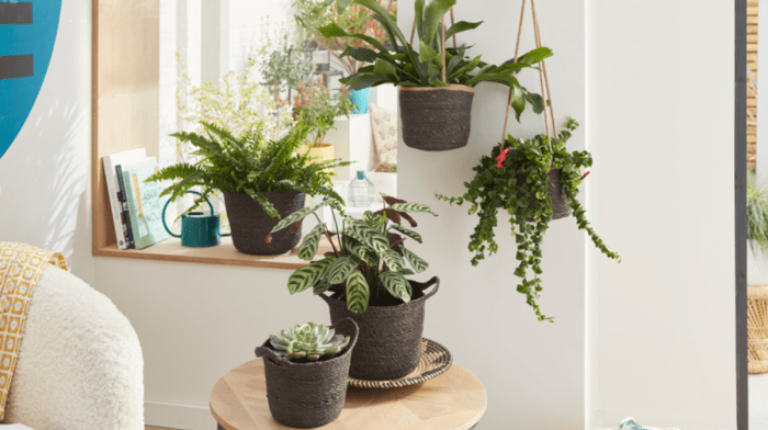 How to Care for and Safely Repot Houseplants