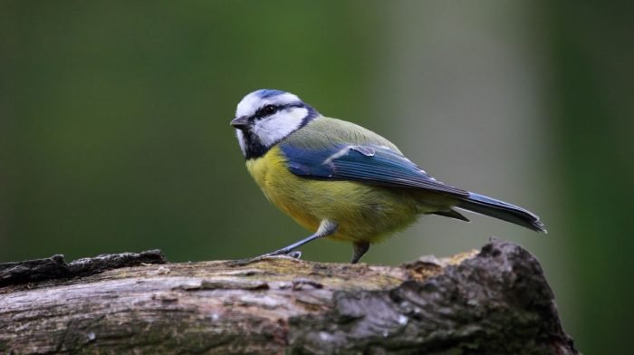 Blue Tit sat on tree branch against blurred green background