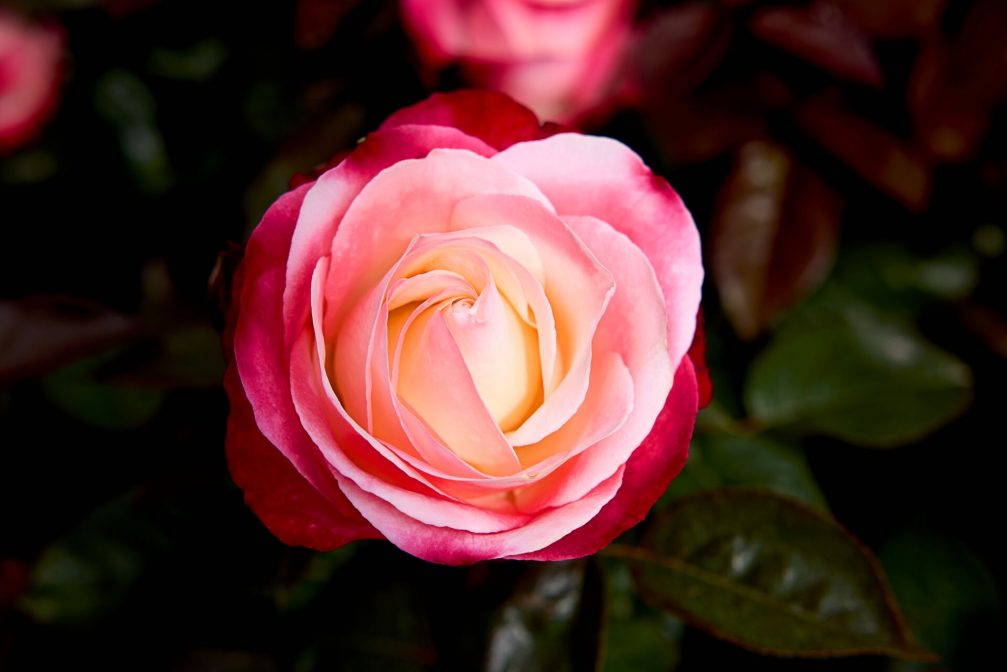 A close-up of a pink rose in bloom.