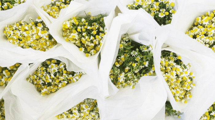 Why We're Crazy For Chamomile And Its Skin Benefits