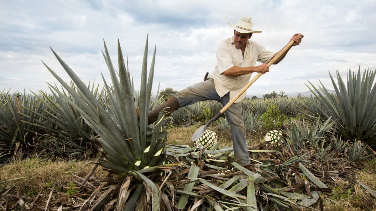 Tequila 101 | What is Tequila, and How is it Made? | Clink*