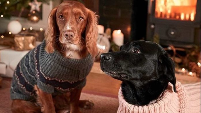 The Perfect Christmas Presents For Your Dog