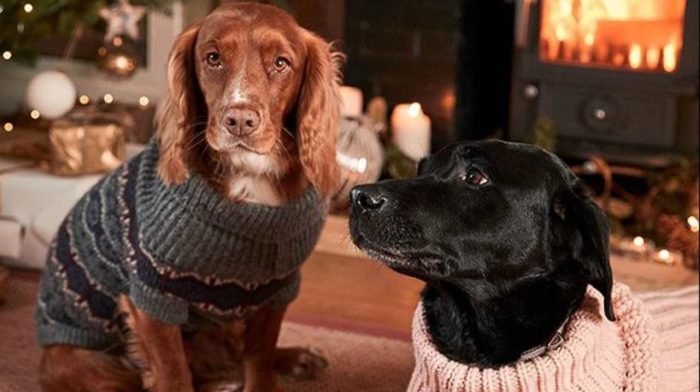 The Perfect Christmas Presents For Your Dog