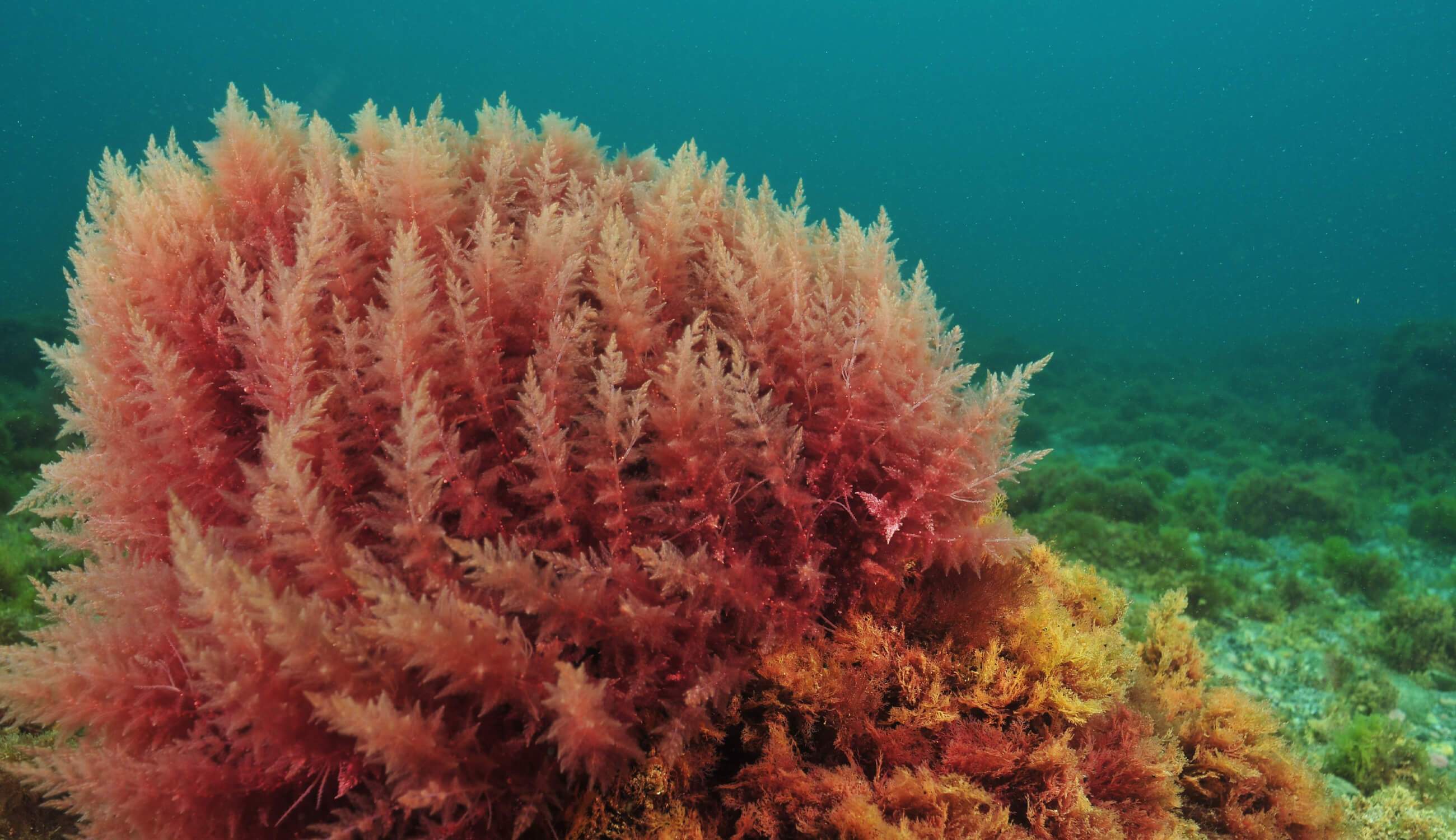 what-is-red-algae