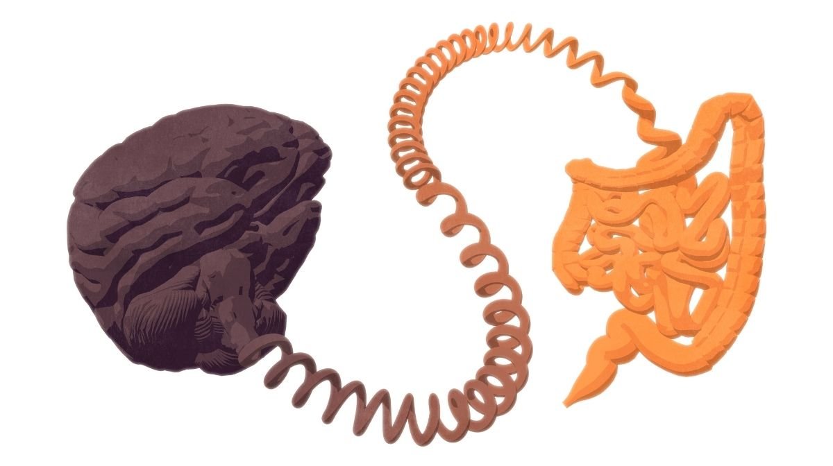 Un cervello e un intestino collegato da un filo mostrano che la connessione tra i due organi e' diretta e molto forte