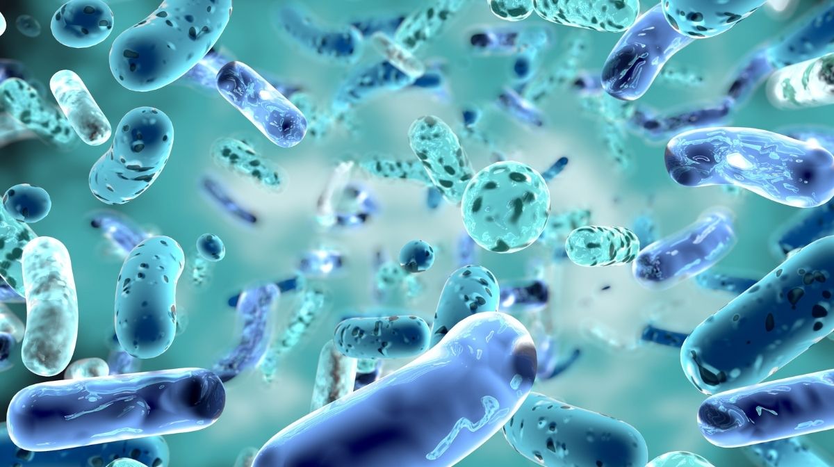 Batteri al microscopio. SFI ha ufficialmente lanciato la linea di probiotici Ther-Biotic di Klaire Labs atl congresso mondial della medicina