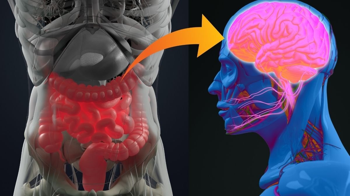 Nel corpo umano c'e' una forte connessione tra il cervello e il sistema digestivo 
