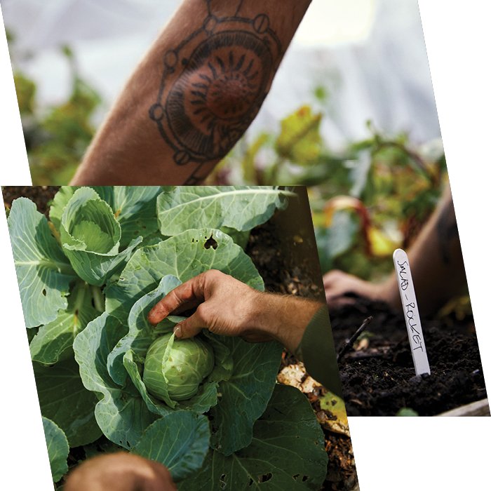 Close up of tattooed arms and man picking lettuce