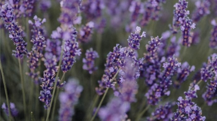 THE BENEFITS OF LAVENDER