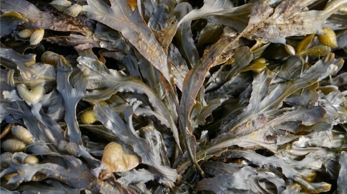 THE SCIENCE OF SEAWEED