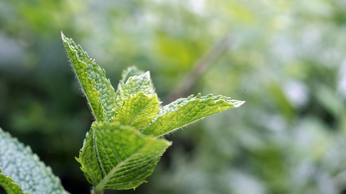 Peppermint leaves on stem | Nature's Truth
