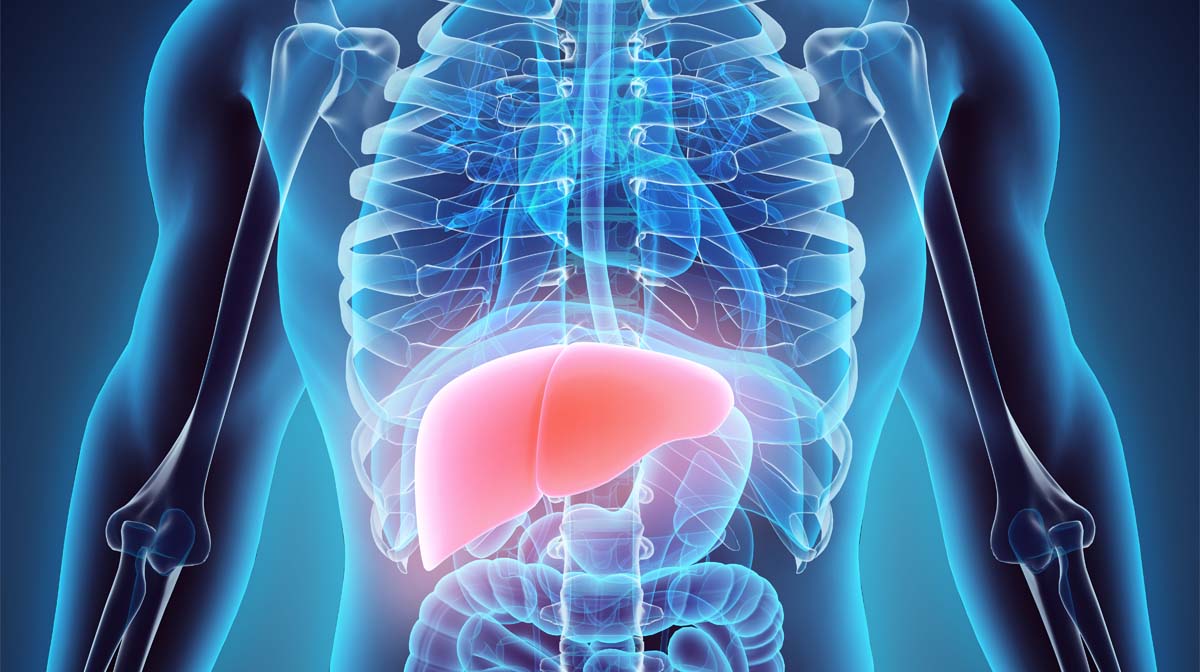 illustration of liver in the body