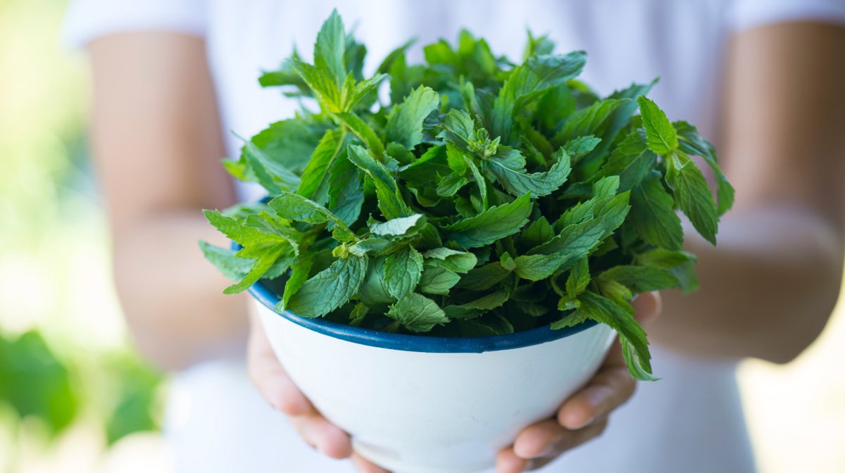 6 ways peppermint oil can benefit your wellbeing