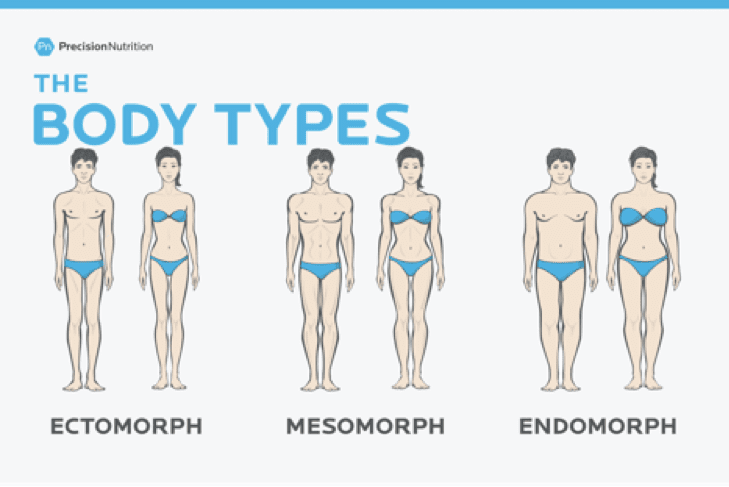 The three different body types