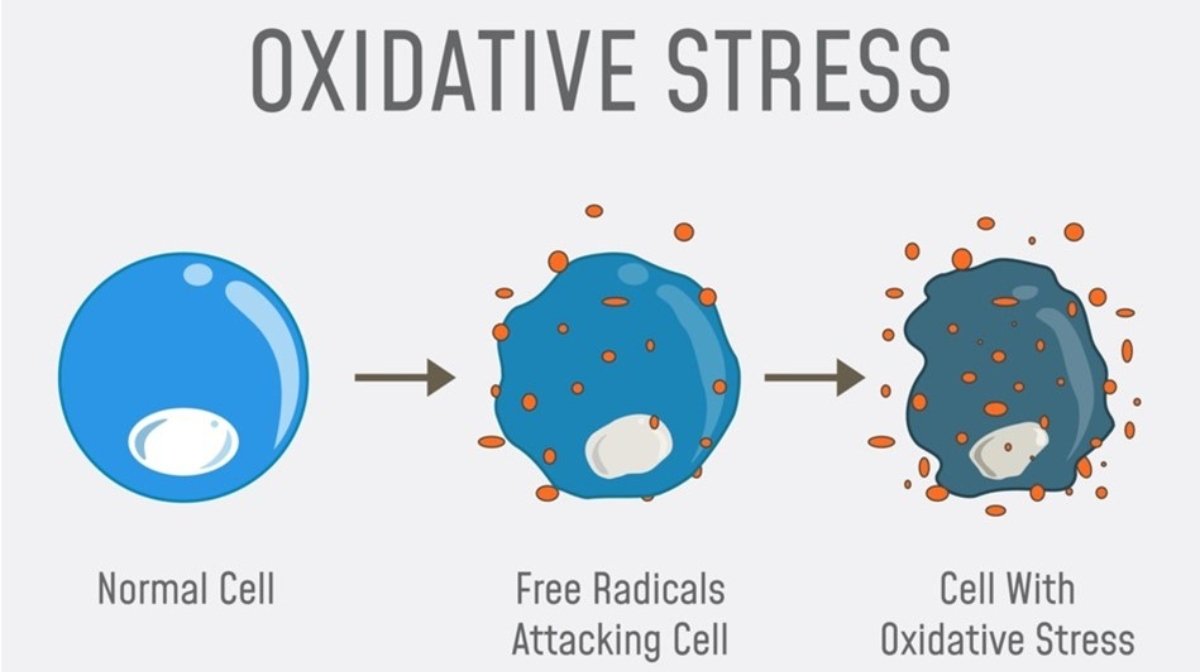 What Are Free Radicals and How Can You Stop Them From Damaging Your Skin? | Dr. Brandt UK