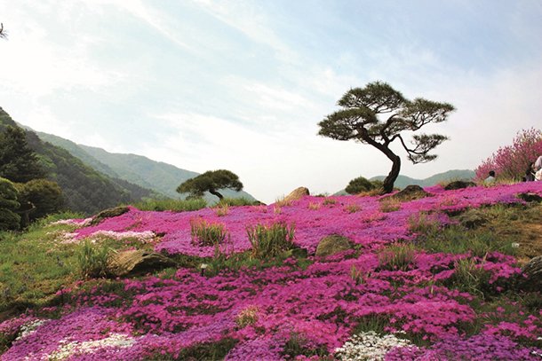 Jeju Island: South Korea's Beauty Hotspot