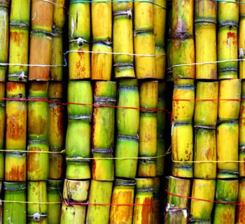 sugarcane3