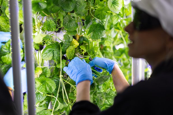 A close up of a woman working and tending to Ule’s vertical farming plants. She’s wearing protective gloves, googles and her.
