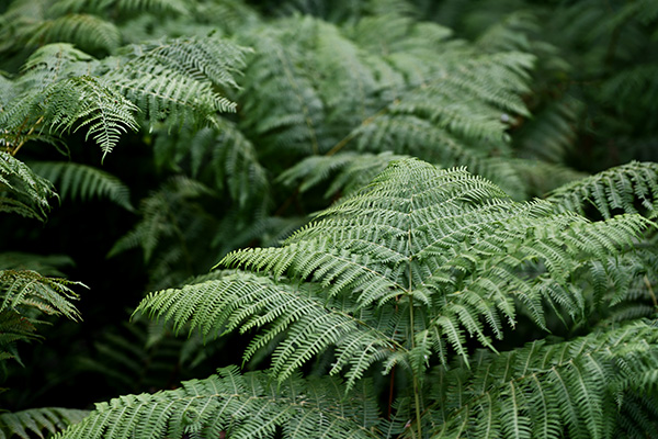 A extreme close up image of a the fern plant showing the green leaves and the tree’s structure, in a forest setting.