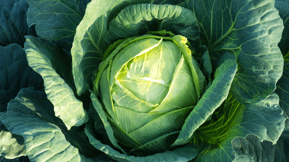green cabbage leaves