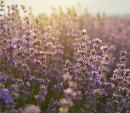 The Benefits of Lavender | Sleep Tips with Sammy Margo