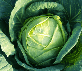 Cabbage Leaves For Mastitis: Everything You Need To Know