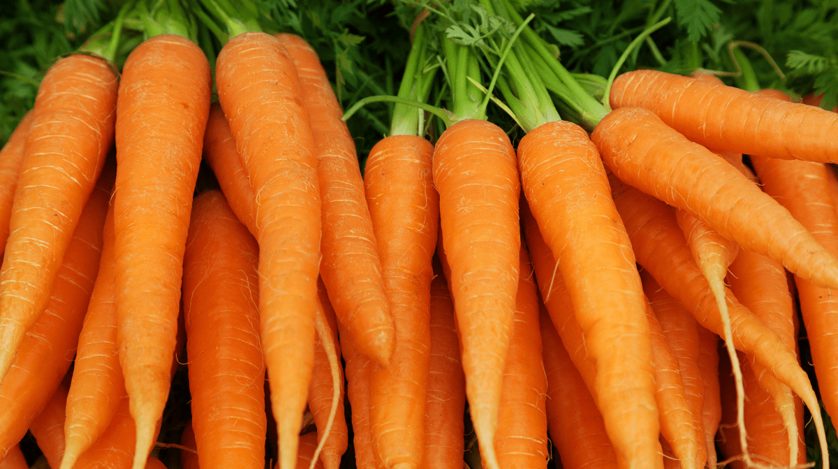 bunches of colourful carrots