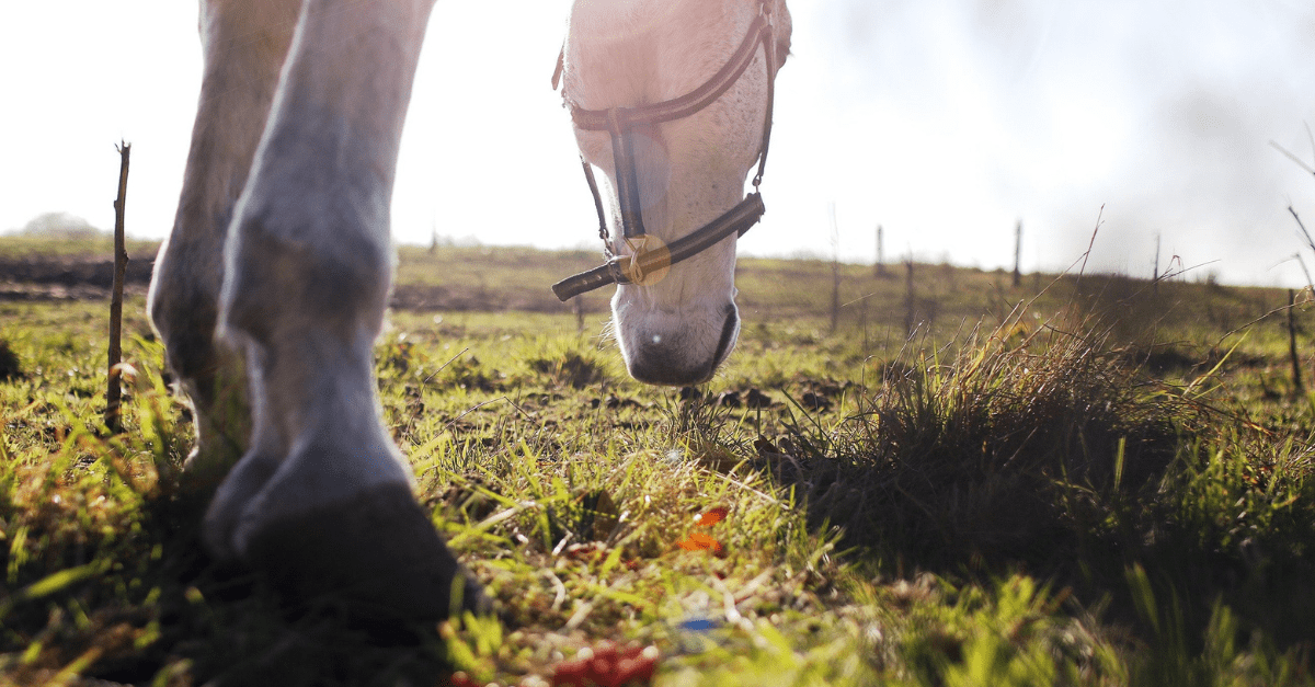 Laminitis in Horses and Ponies: Expert Guide