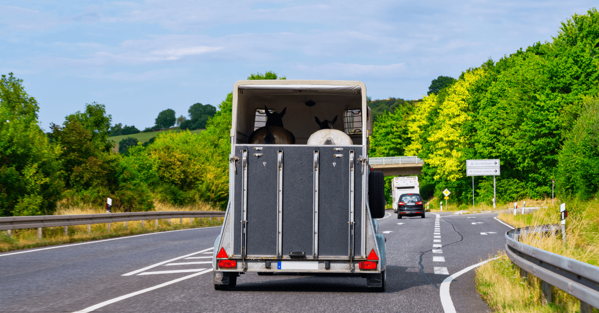 Horse Transportation Guide: Tips for travelling safely