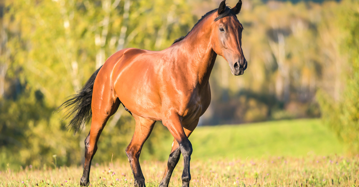 Top Tips to Help your Horse Cope with Fireworks