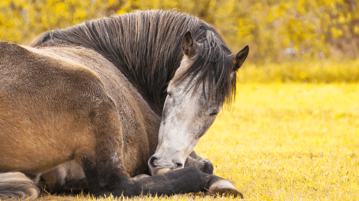 Horses Sleeping Guide: How do they do it?