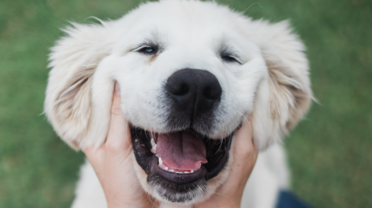 Can I give my dog probiotics meant for people?