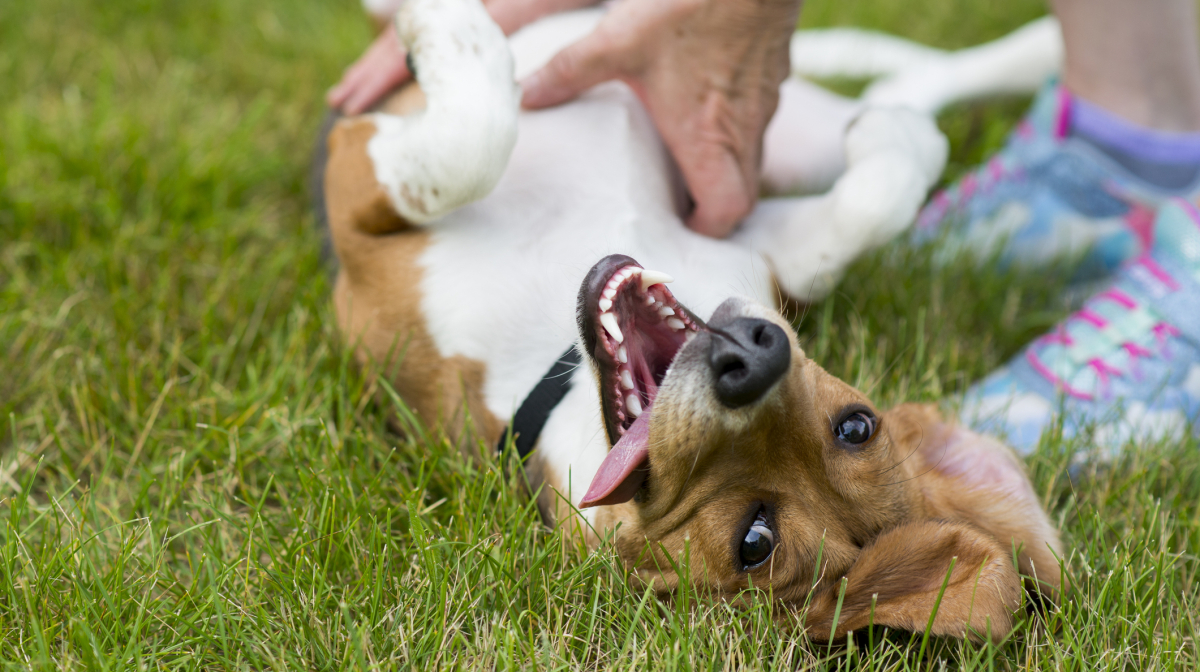 Do vets recommend probiotics for dogs?