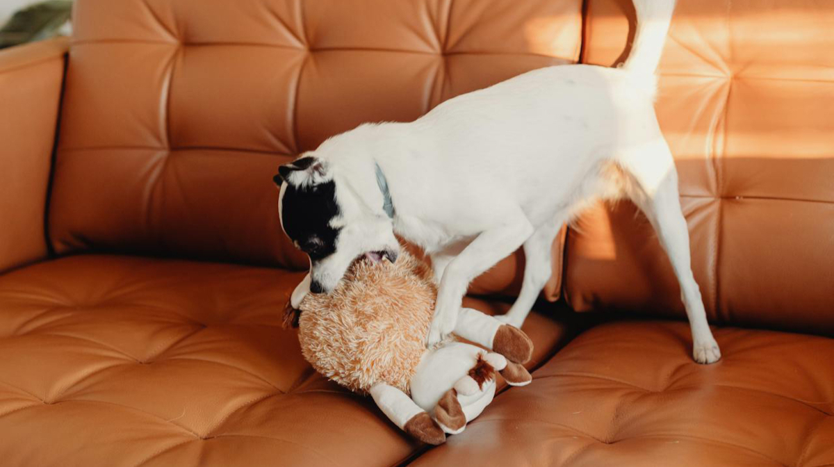 Important signs your dog may be sick