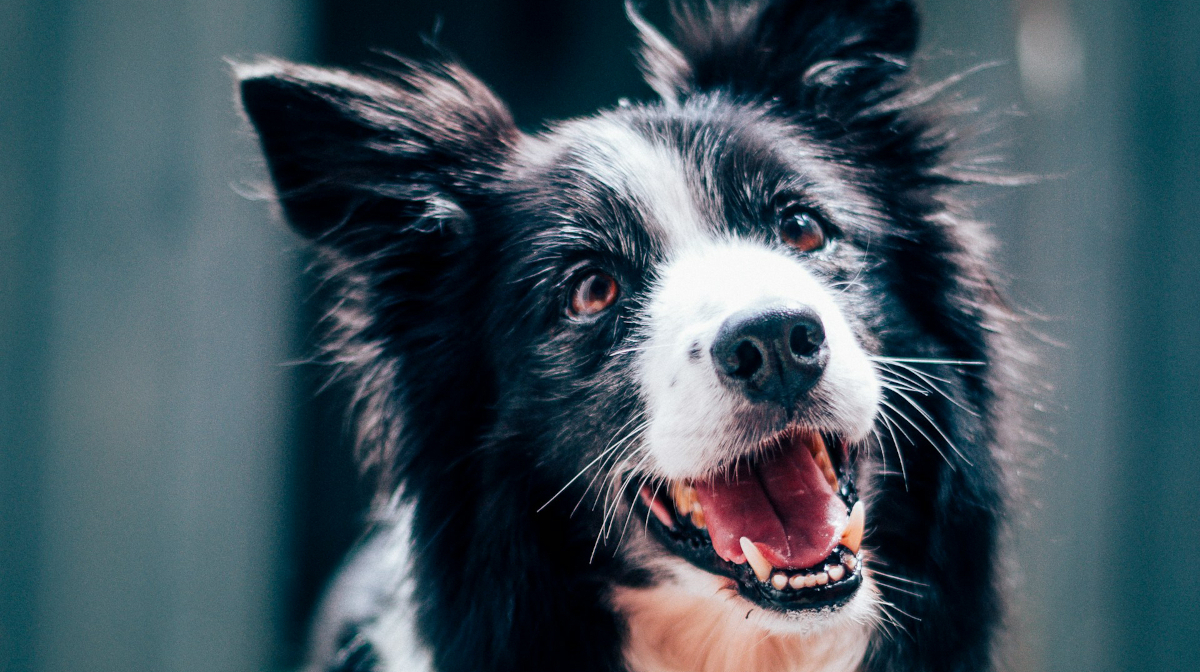 Signs your dog needs prebiotics or probiotics
