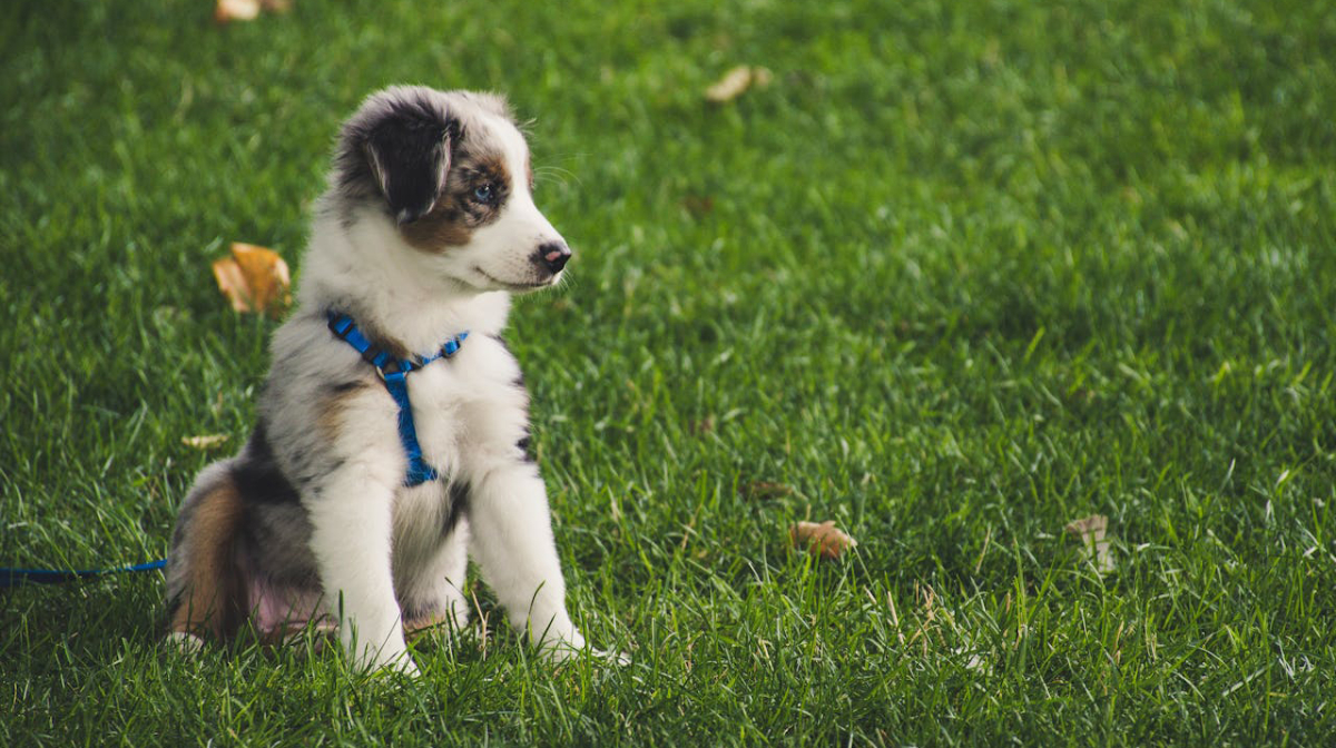 Your food and nutrition guide for new puppies