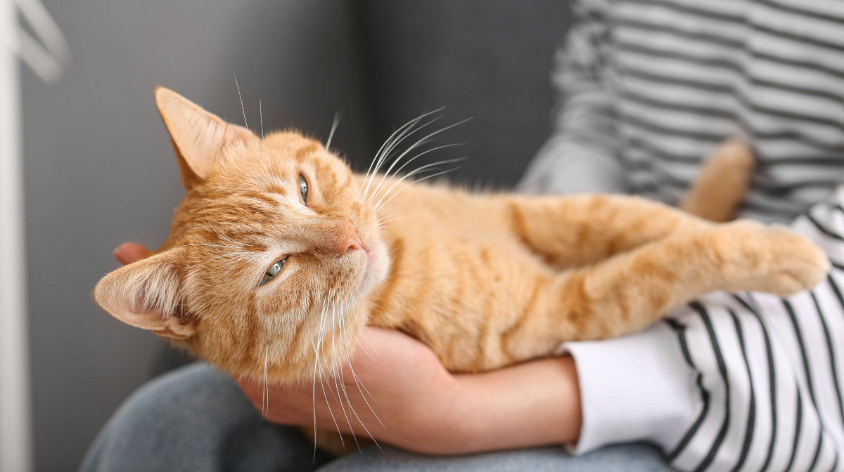 Signs of an healthy gut in cats & how to maintain it