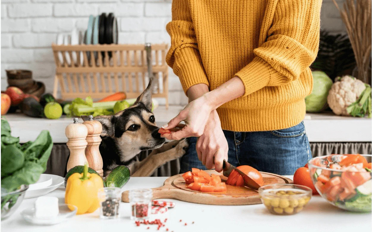 Can dogs eat tomatoes?