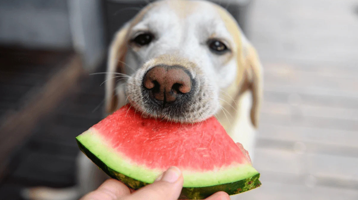 Can dogs eat watermelon?