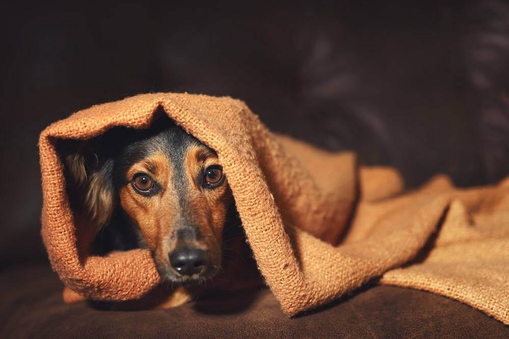 Caring for your dog on bonfire night