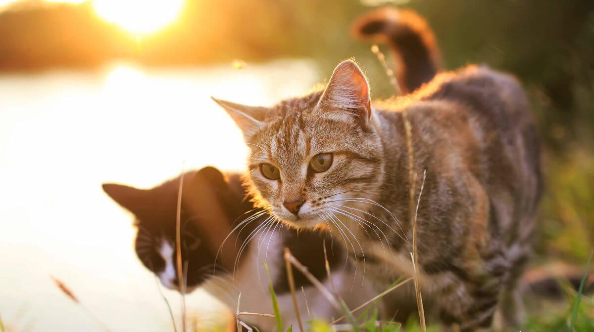 Cat Vaccination Schedule - Everything You Should Know