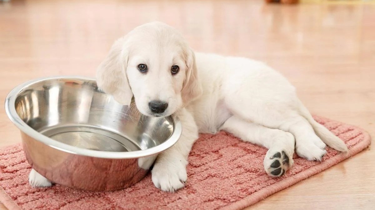 Changing puppy food: When to transition to adult dog food