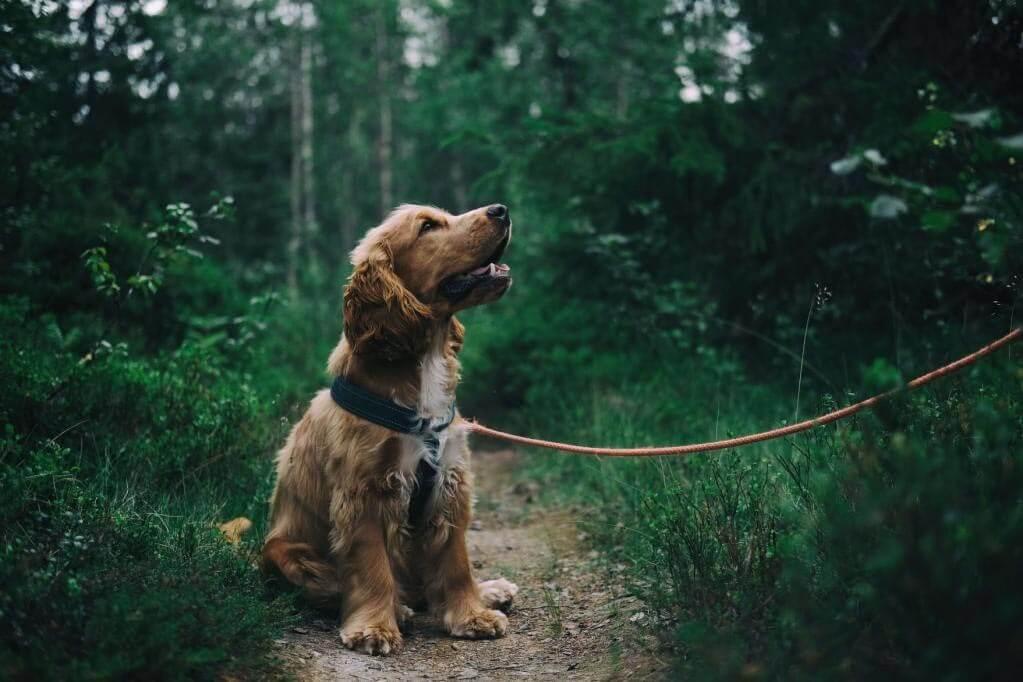 Different types of dog walk