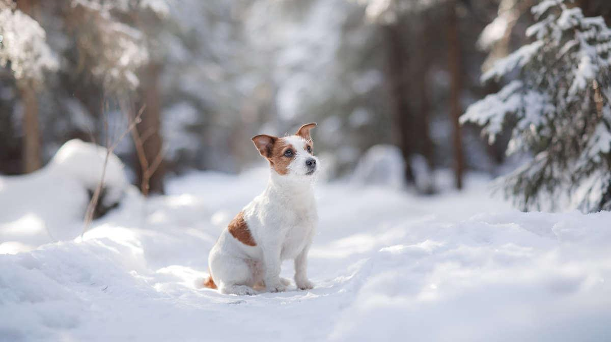 Do dogs like snow?